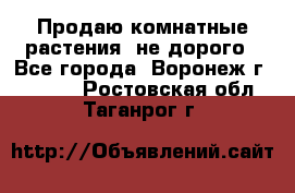 Продаю комнатные растения  не дорого - Все города, Воронеж г.  »    . Ростовская обл.,Таганрог г.